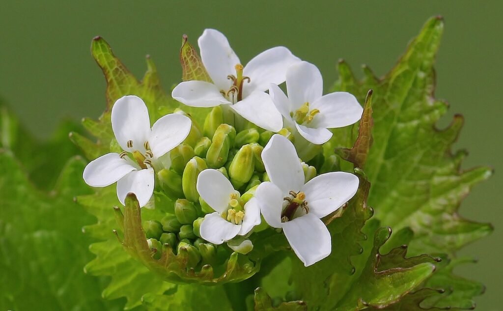 Garlic Mustard