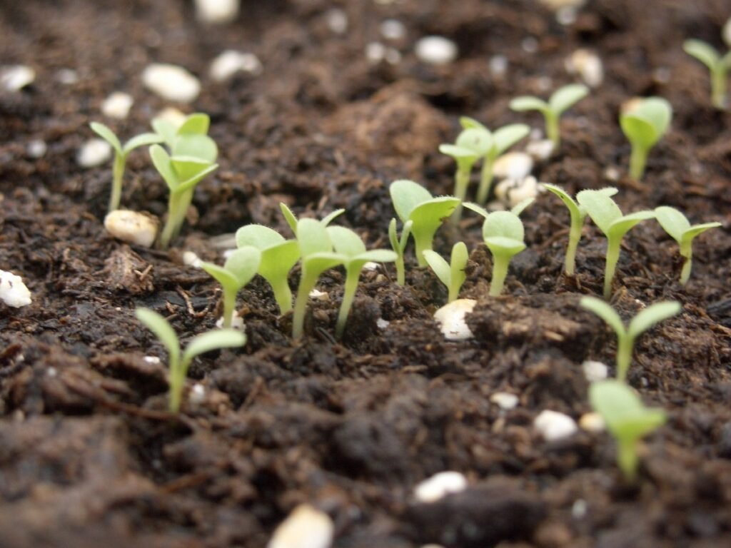 Wildflower Maintenance and Encouraging Their Return