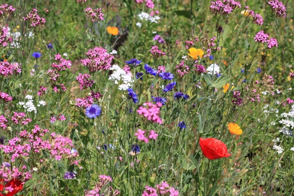 Determining the best time to plant wildflower seeds