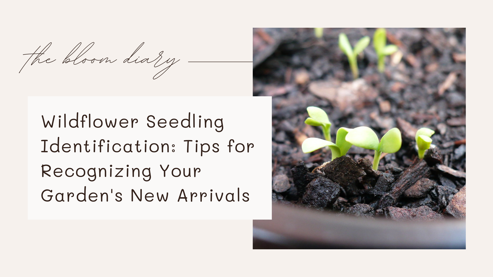 Wildflower seedling identification