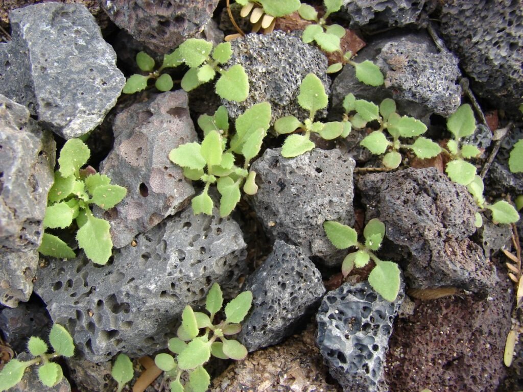 Wildflower seedling wildflower sprout identification