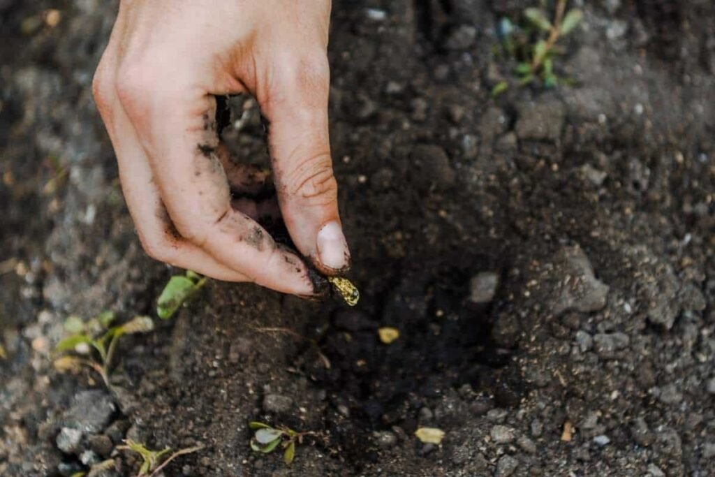 Methods for scattering seeds: seed spreader or hand
