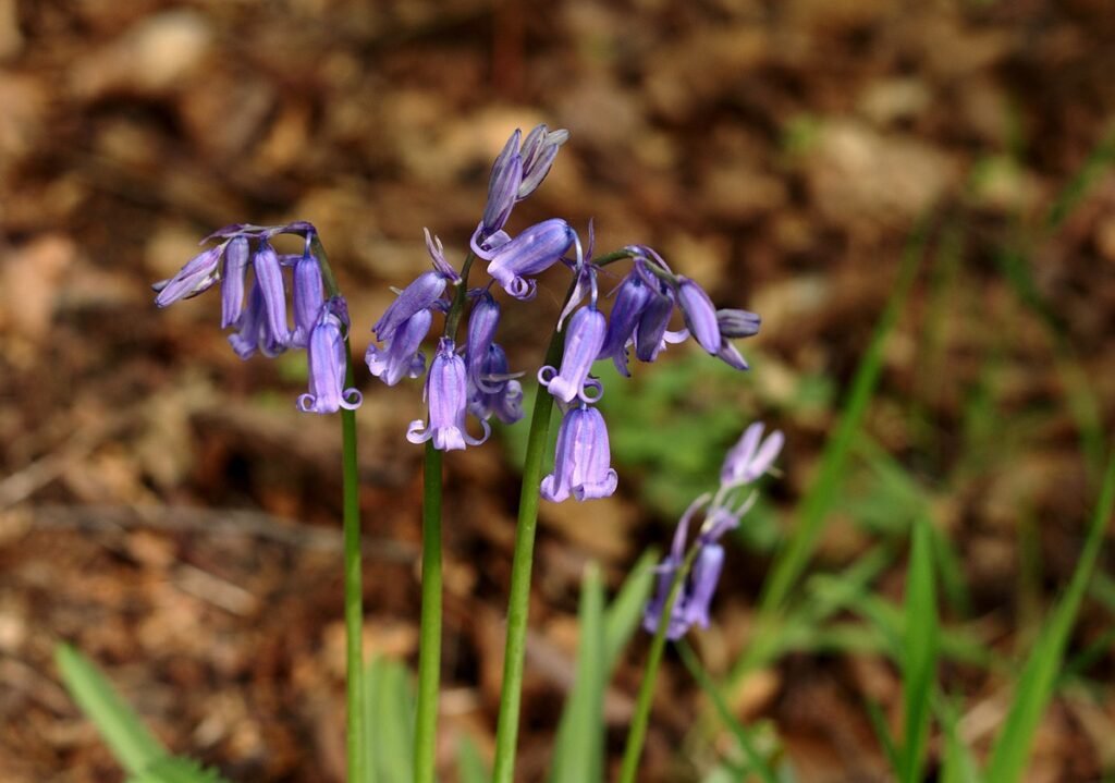 Wildflower types Bluebells
