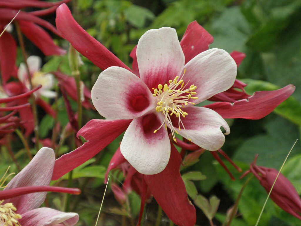 Wildflower Watering and Maintenance
