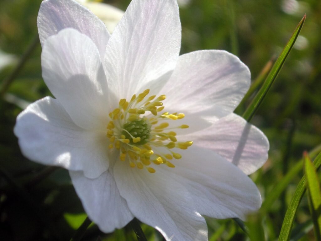 Anemone