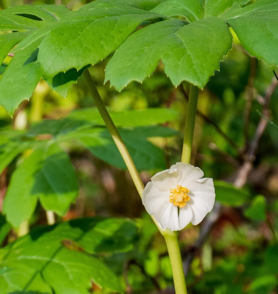 Mayapple