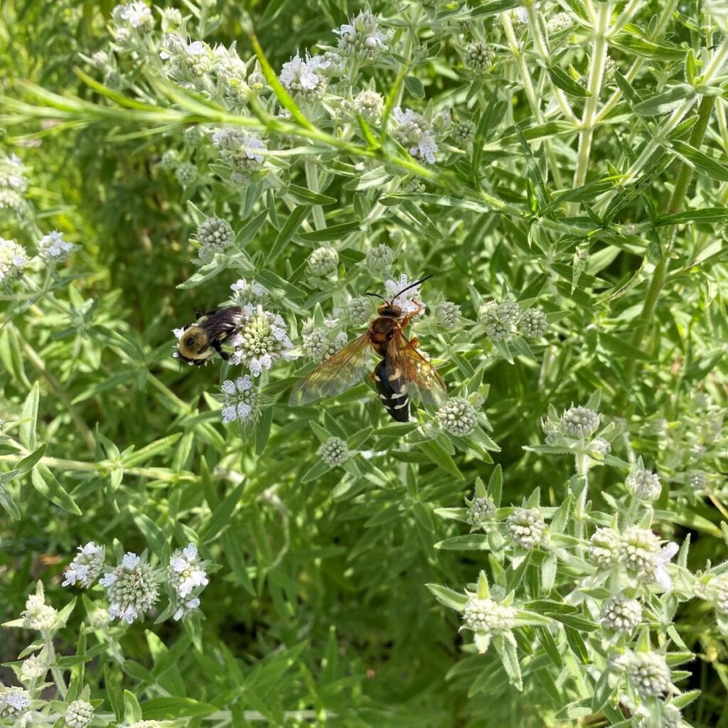 wildflowers fall Hairy Mountain Mint