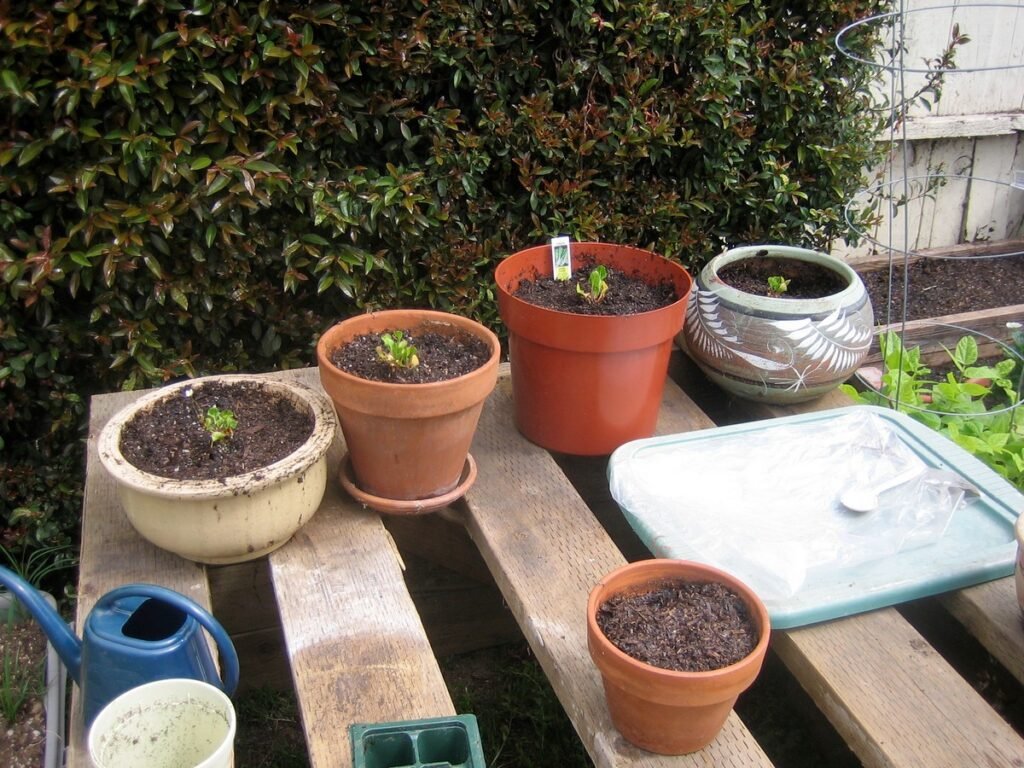 wildflowers in containers