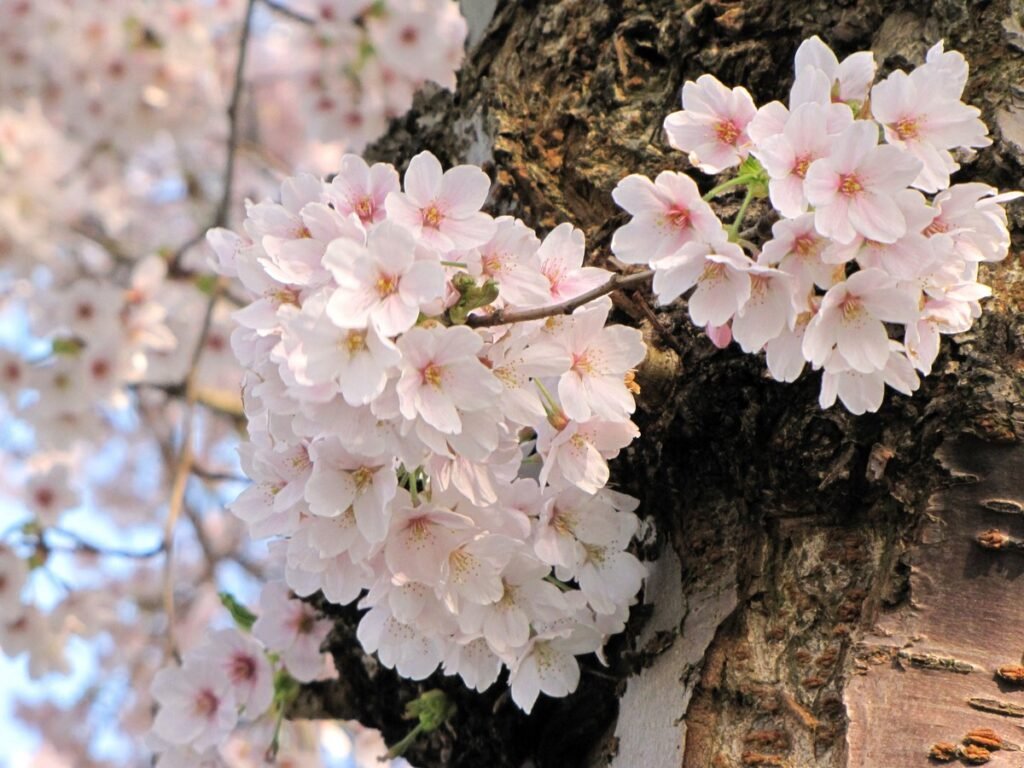 wildflowers in spring