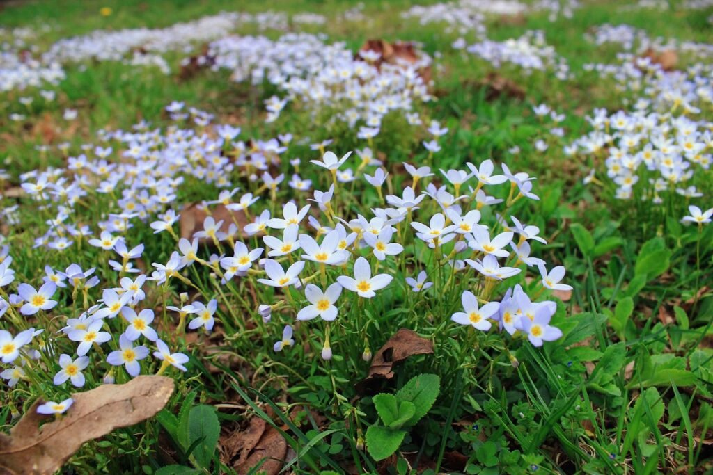 Wildflowers return every year
