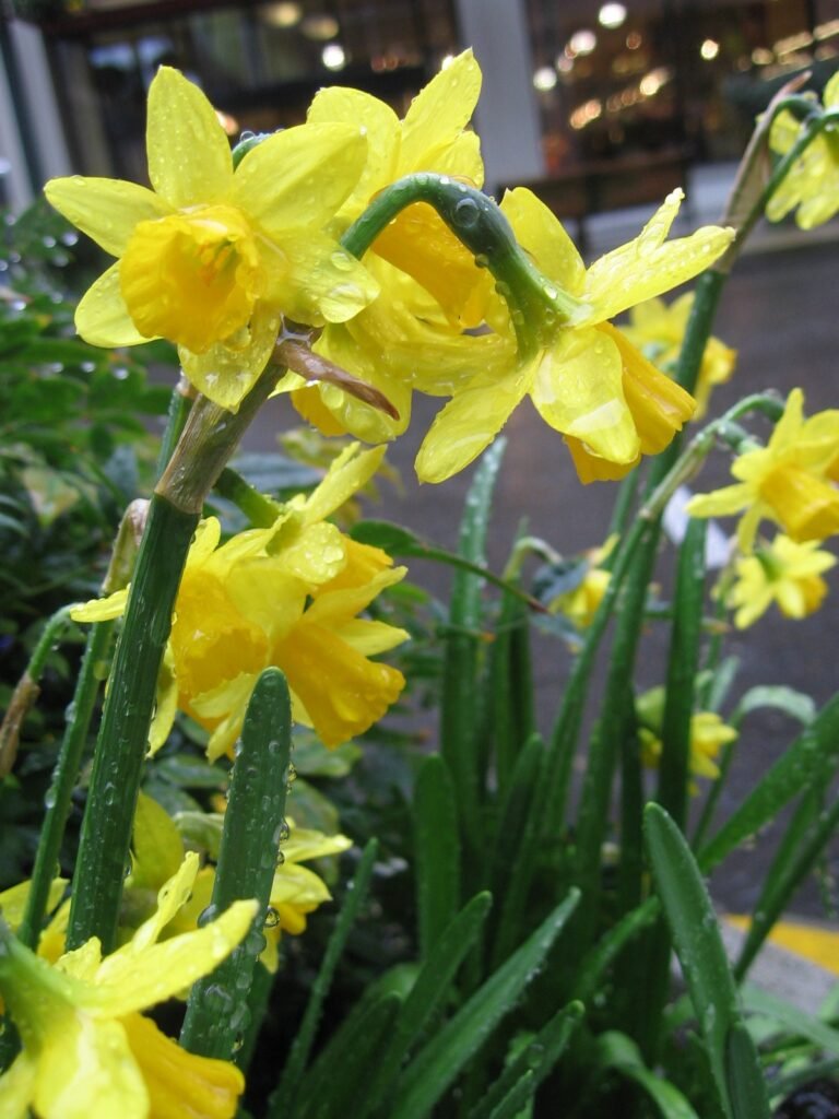 Wildflowers symbolism