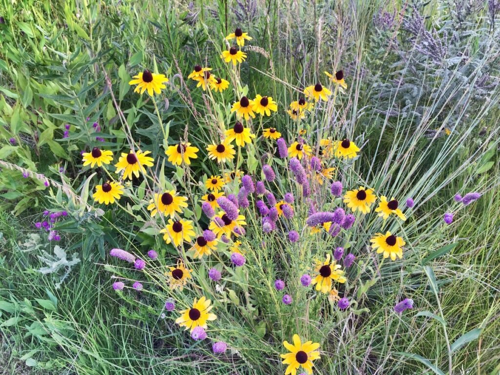 Wildflowers that bloom all summer