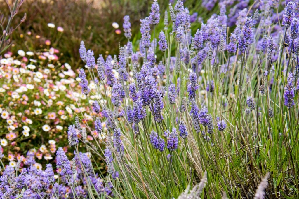 Wildflowers that come back every year