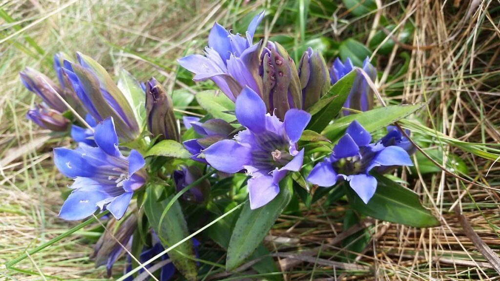 Wildflowers types Prairie Gentian