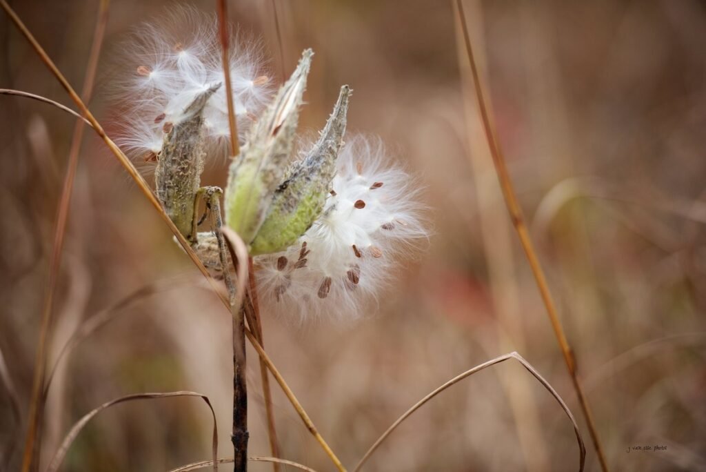 Will wildflowers come back every year