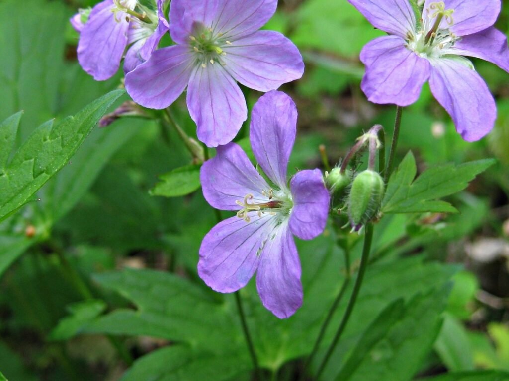 Will wildflowers grow in shade
