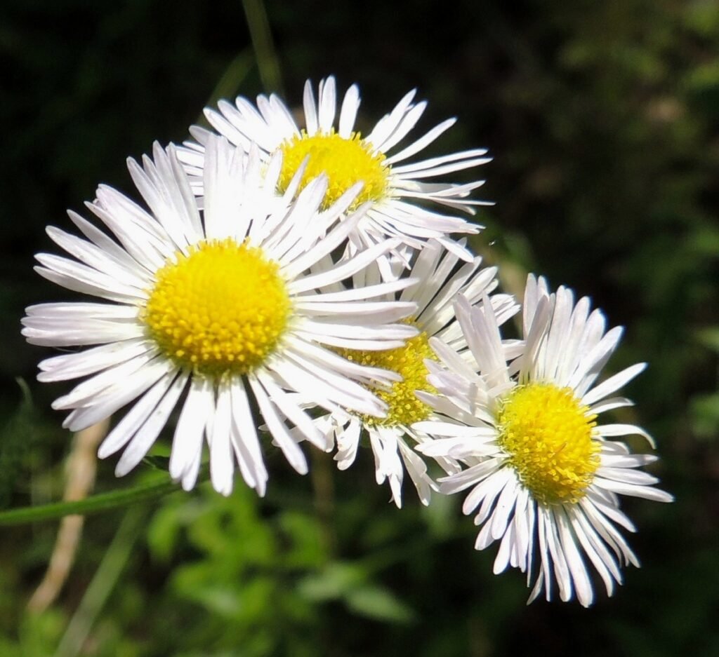 Fleabane (Erigeron annuus)