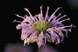 Bee Balm - A Wildflower That Thrives in Shade