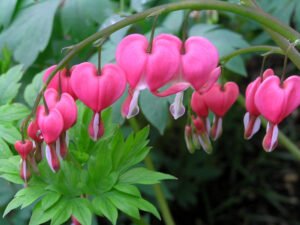 Bleeding Heart — A Wildflower That Thrives in Shade