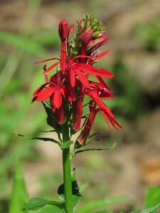 Cardinal flower - A Wildflower That Thrives in Shade