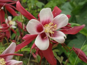 Columbine - A Wildflower That Thrives in Shade