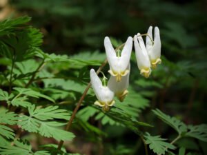 Dutchman's breeches - A Wildflower That Thrives in Shade