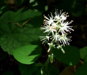 Foamflower - A Wildflower That Thrives in Shade Solomon's