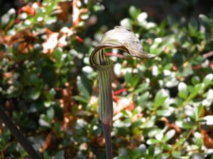 Jack-in-the-Pulpit - A Wildflower That Thrives in Shade