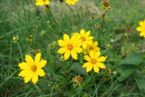 Lanceleaf Coreopsis - A Wildflower That Thrives in Shade