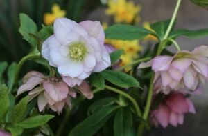 Lenten Rose - A Wildflower That Thrives in Shade
