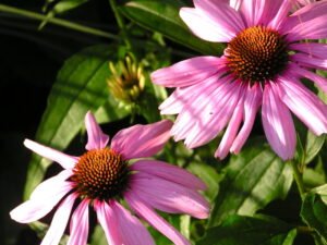 Purple coneflower - A Wildflower That Thrives in Shade
