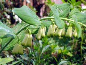 Solomon's Seal - A Wildflower That Thrives in Shade