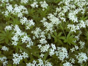 Sweet woodruff - A Wildflower That Thrives in Shade