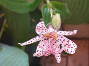 Toad Lily - A Wildflower That Thrives in Shade