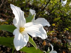 Trillium - A Wildflower That Thrives in Shade Toad Lily