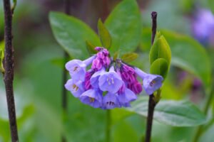 Virginia Bluebells - A Wildflower That Thrives in Shade