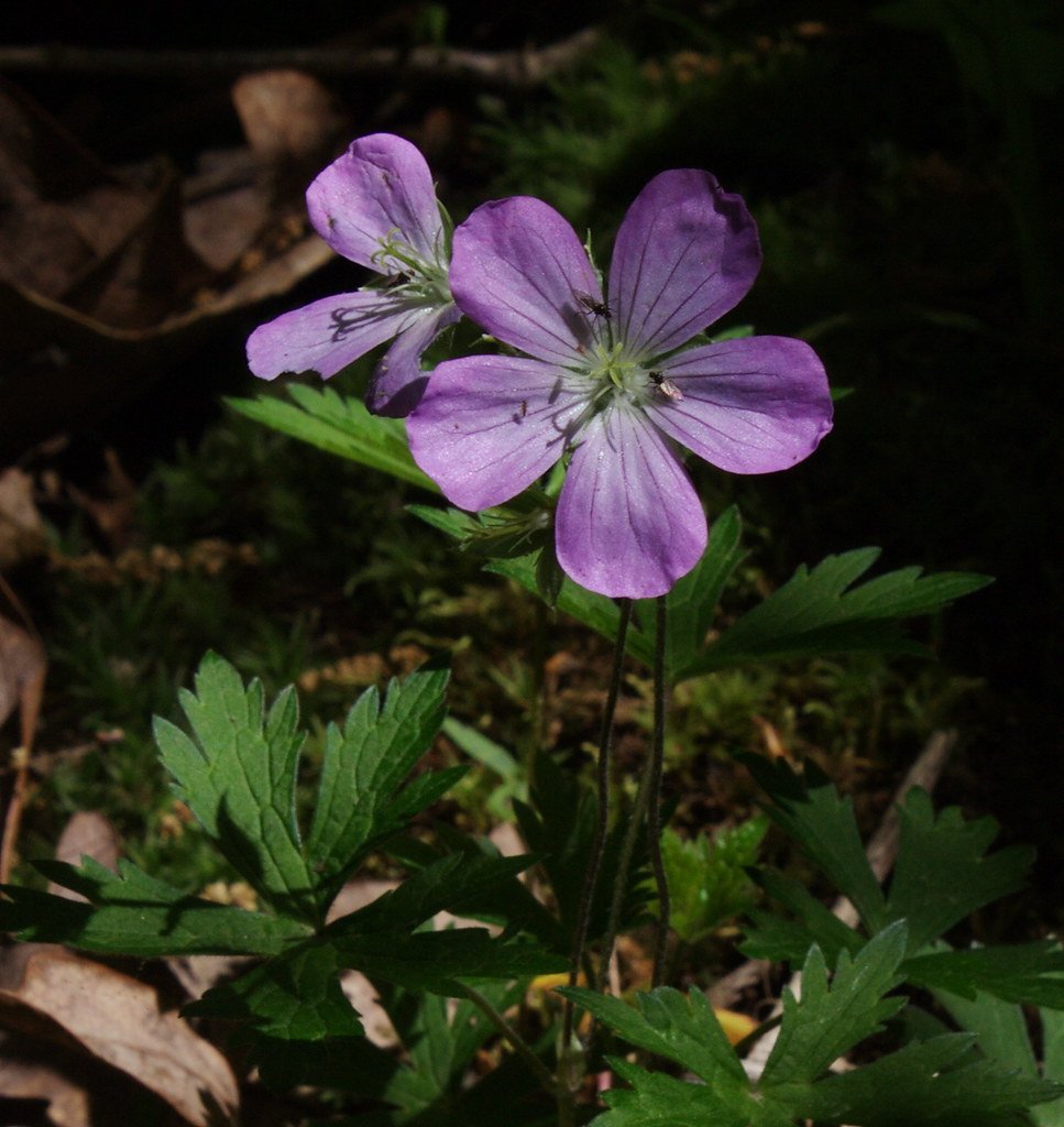 Why Choose Wildflowers for Shade