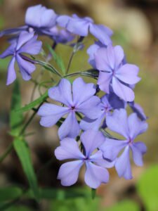 Wild Blue Phlox - A Wildflower That Thrives in Shade