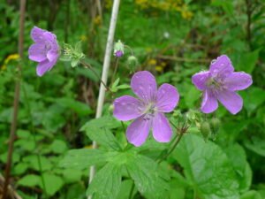 Wild Geranium - A Wildflower That Thrives in Shade