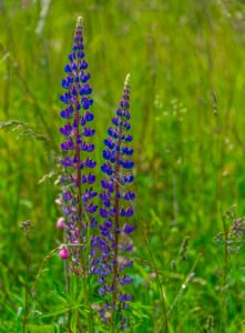 Wild lupine - A Wildflower That Thrives in Shade
