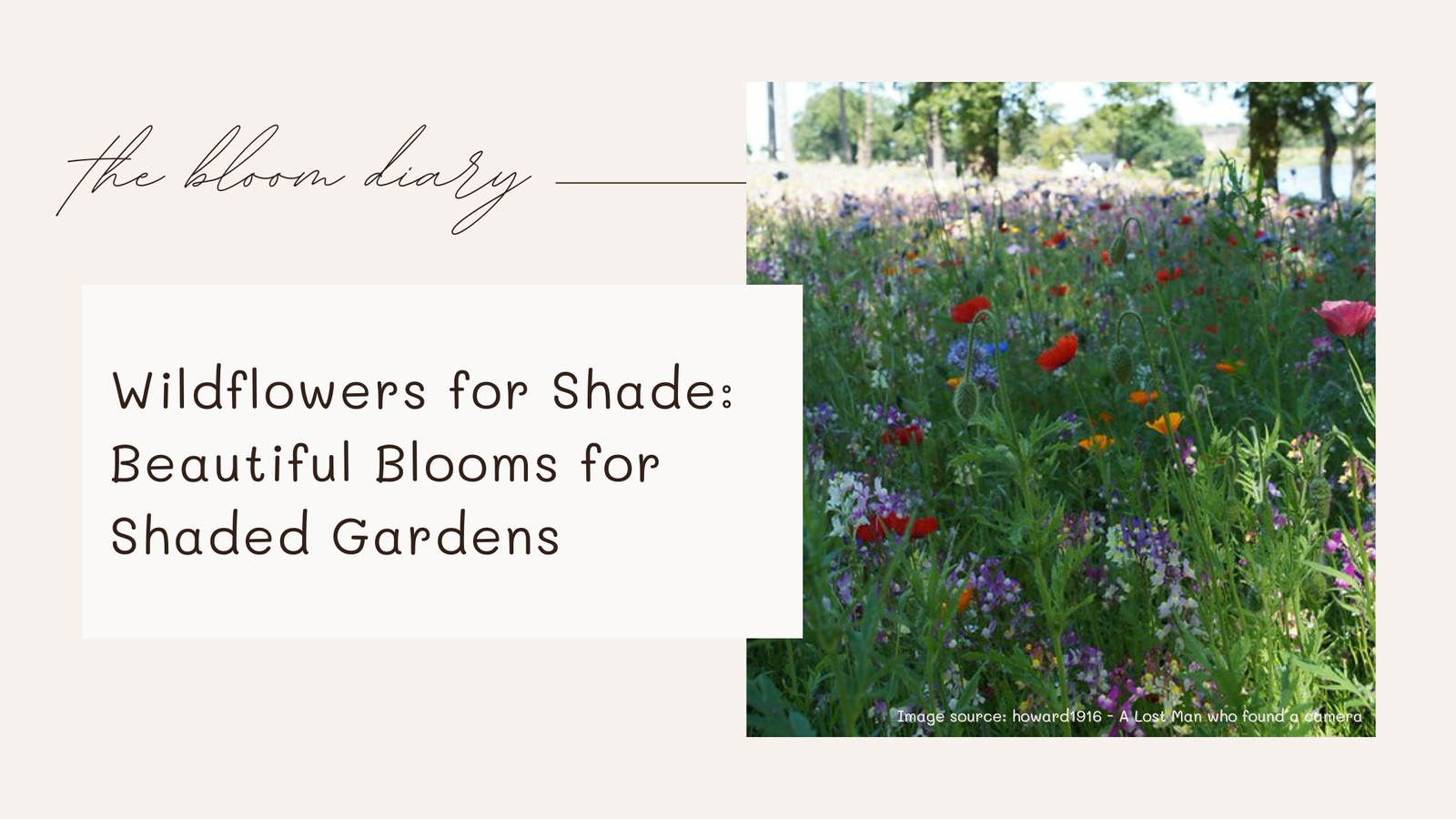 Wildflowers for shade