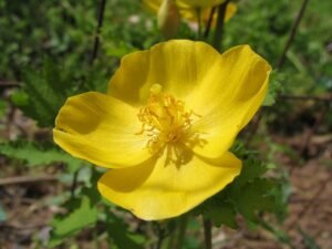 Woodland Poppy - A Wildflower That Thrives in Shade