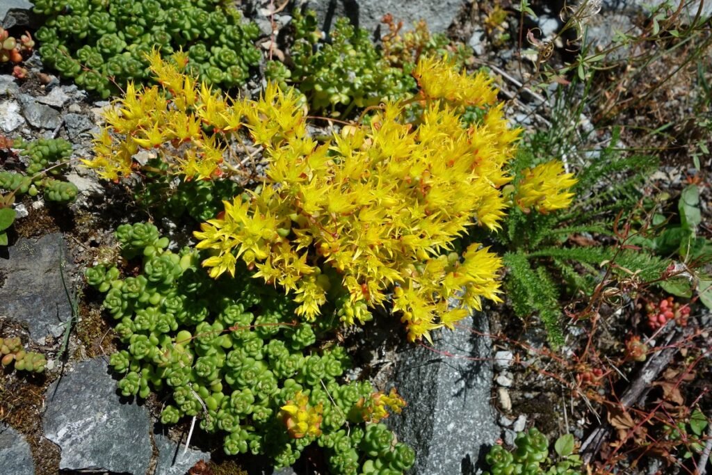 Cascades Stonecrop