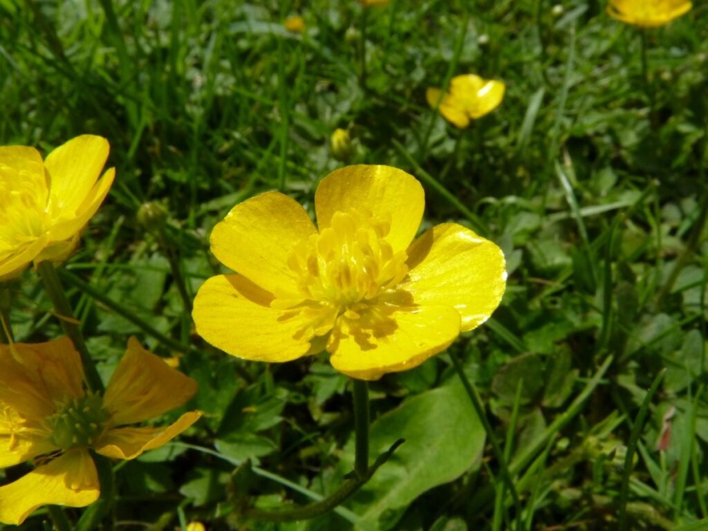 Creeping Buttercup