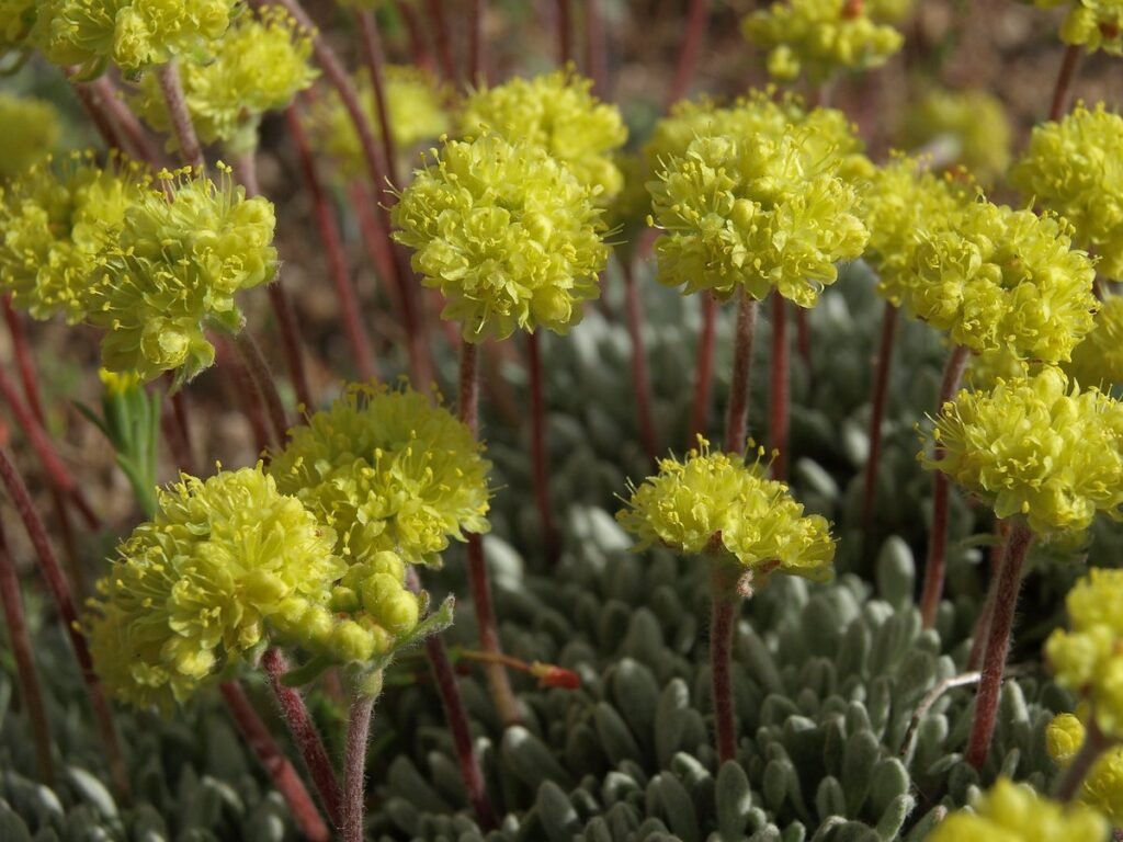 Douglas Buckwheat (Eriogonum douglasii)