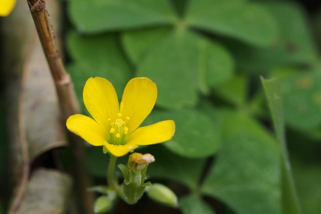 Yellow Oxalis