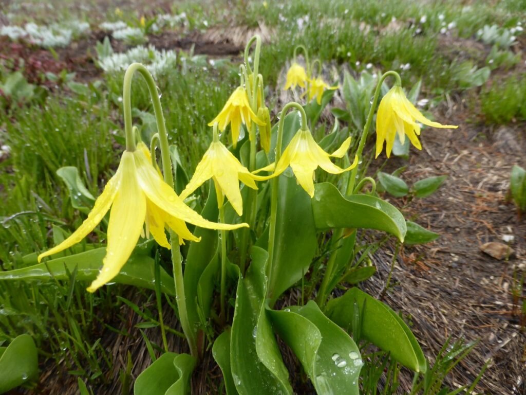 Glacier Lily (Erythronium grandiflorum)