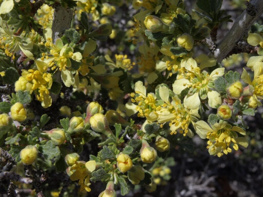 Antelope Bitterbrush
