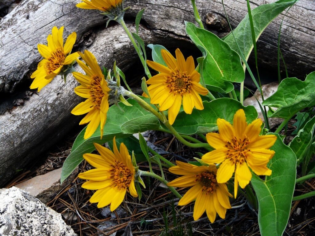 Balsamroot