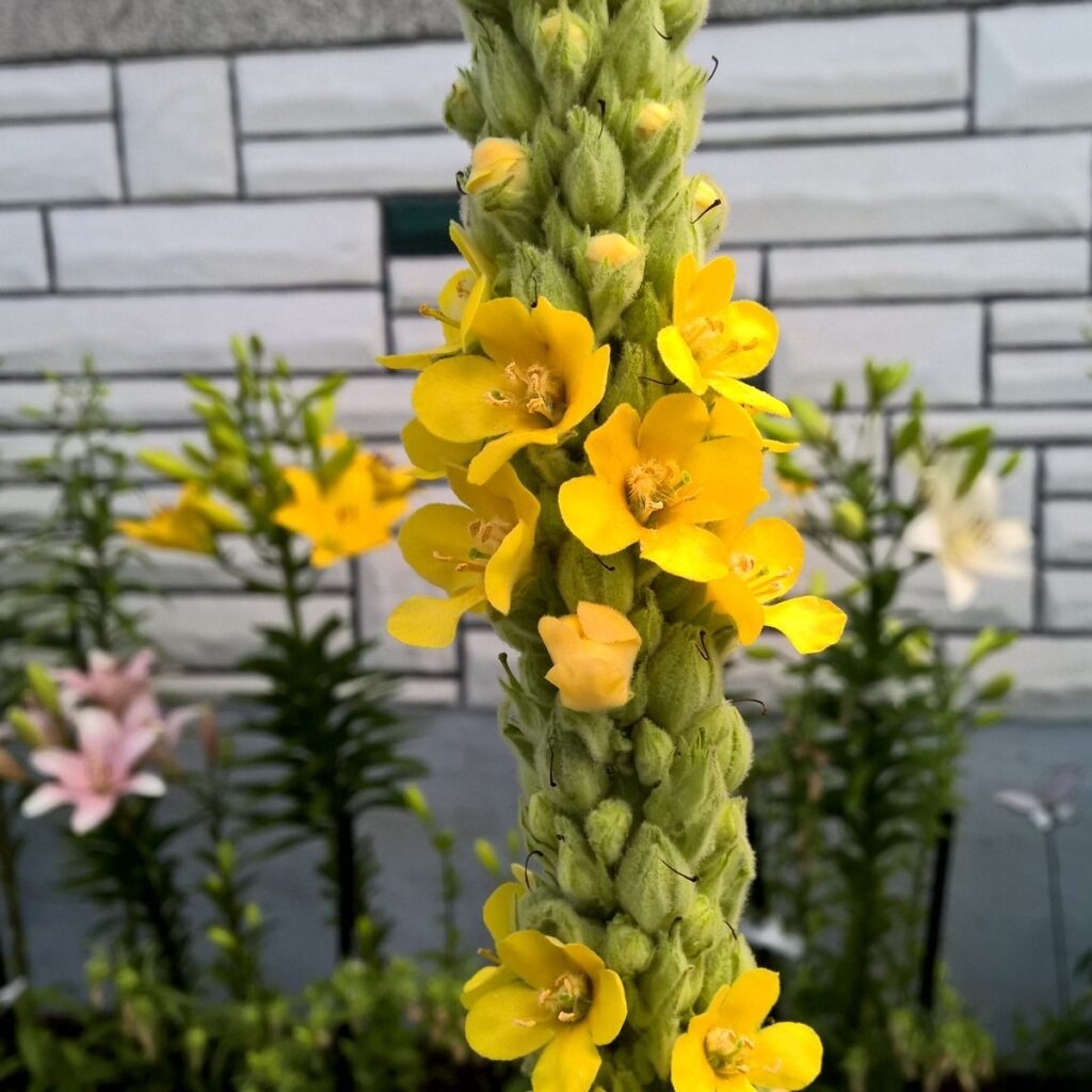 Common Mullein (Verbascum thapsus)